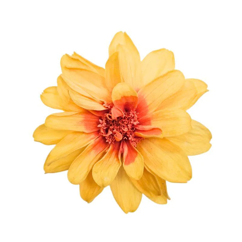 03470-382 重瓣小百日草 蜜桃薔薇