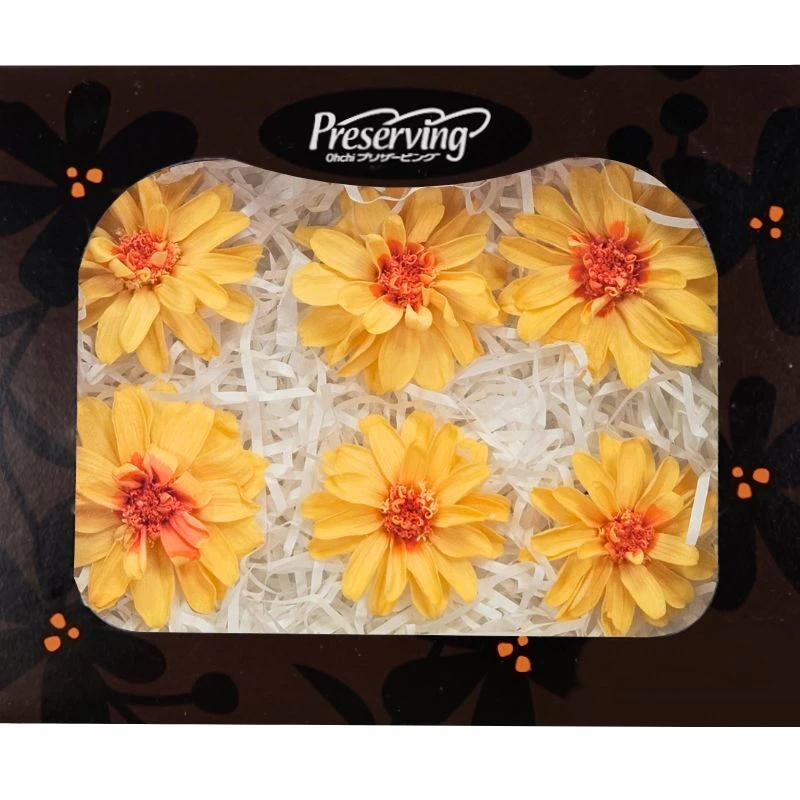 03470-382 重瓣小百日草 蜜桃薔薇