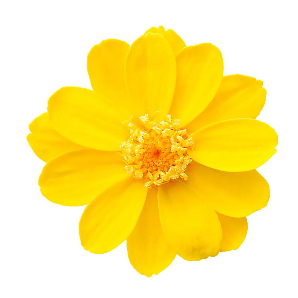 03461-521 小百日草 金合歡黃