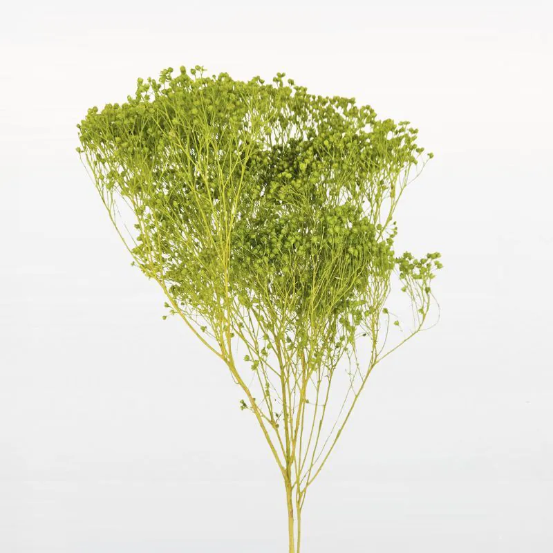 03300-791 木滿天星 牧草綠