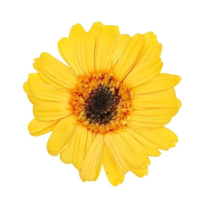 03170-521 非洲菊 金合歡黃