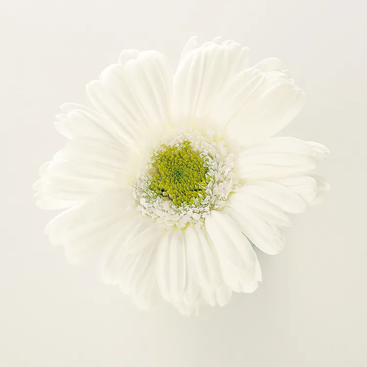 03170-015 非洲菊 白