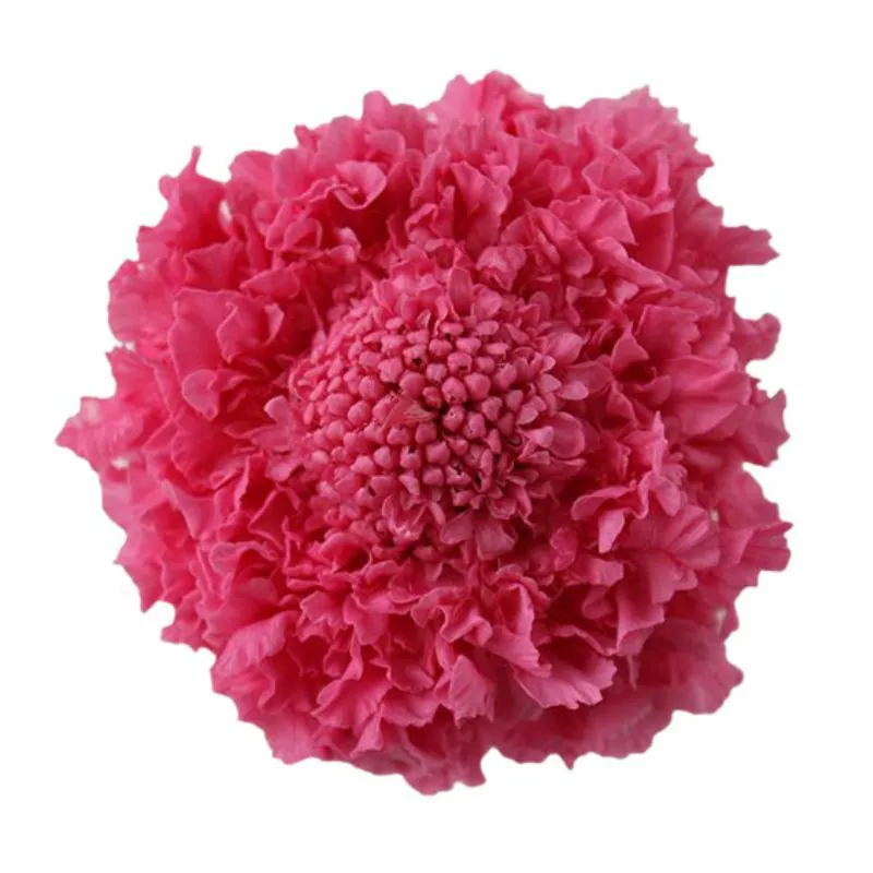 02930-221 藍盆花 草莓
