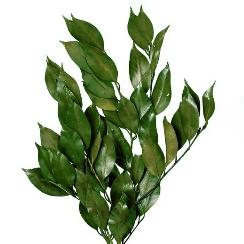 02622-700 茶花葉 綠