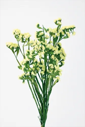 02450-500 星辰花 黃