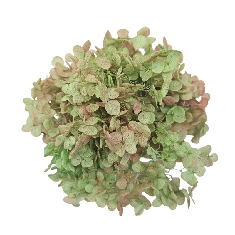 02160-720 安娜貝爾繡球花 萊姆薔薇