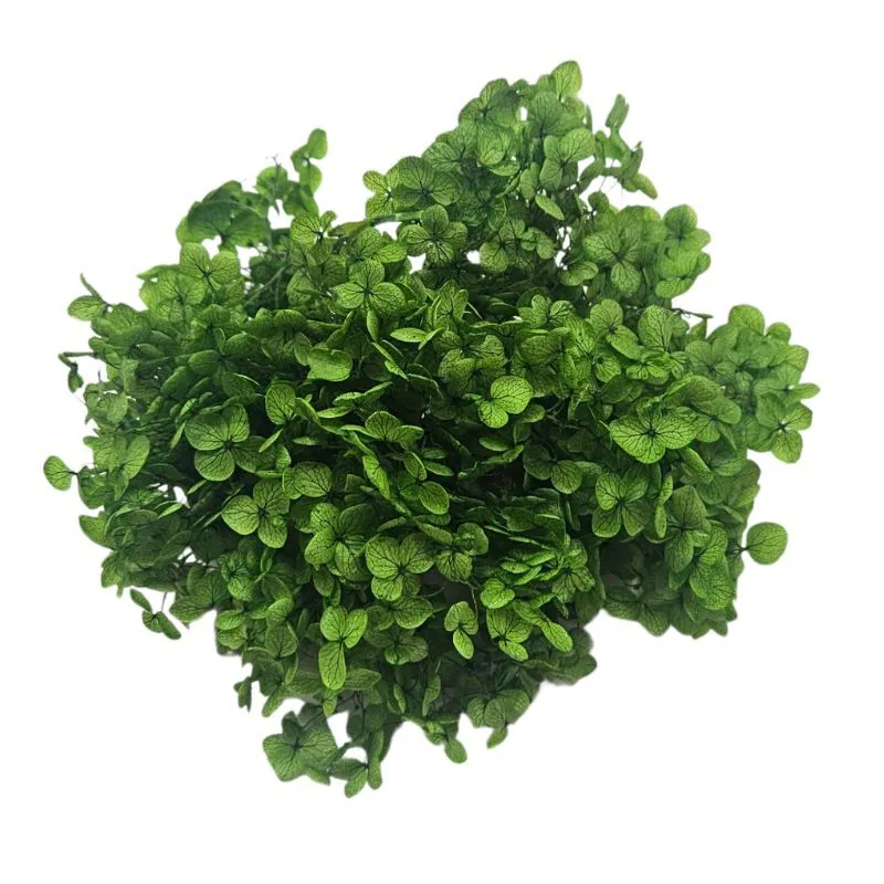 02160-701 安娜貝爾繡球花 綠