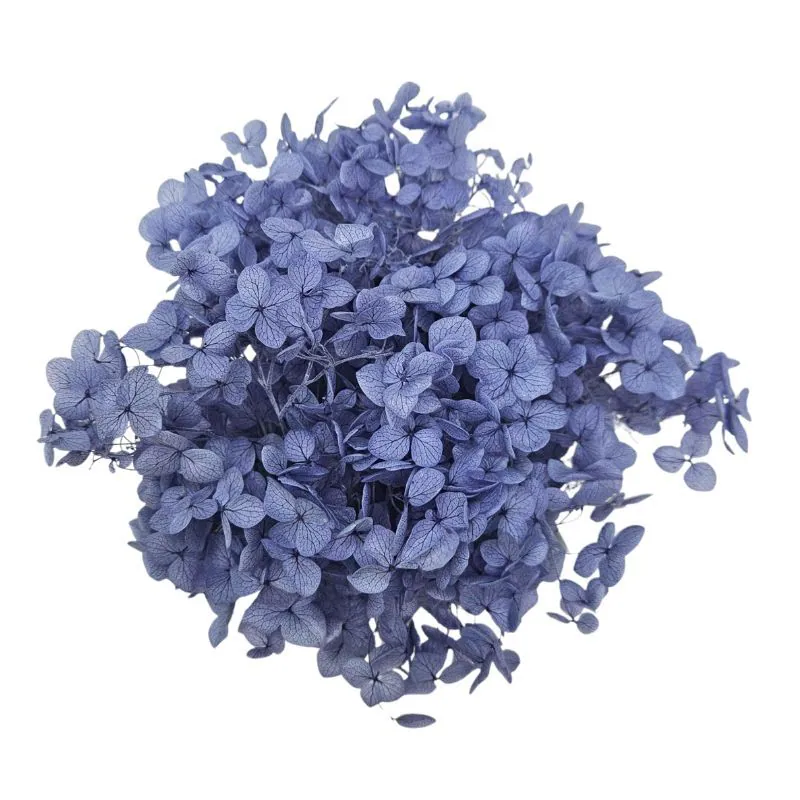02160-641 安娜貝爾繡球花 皇家藍