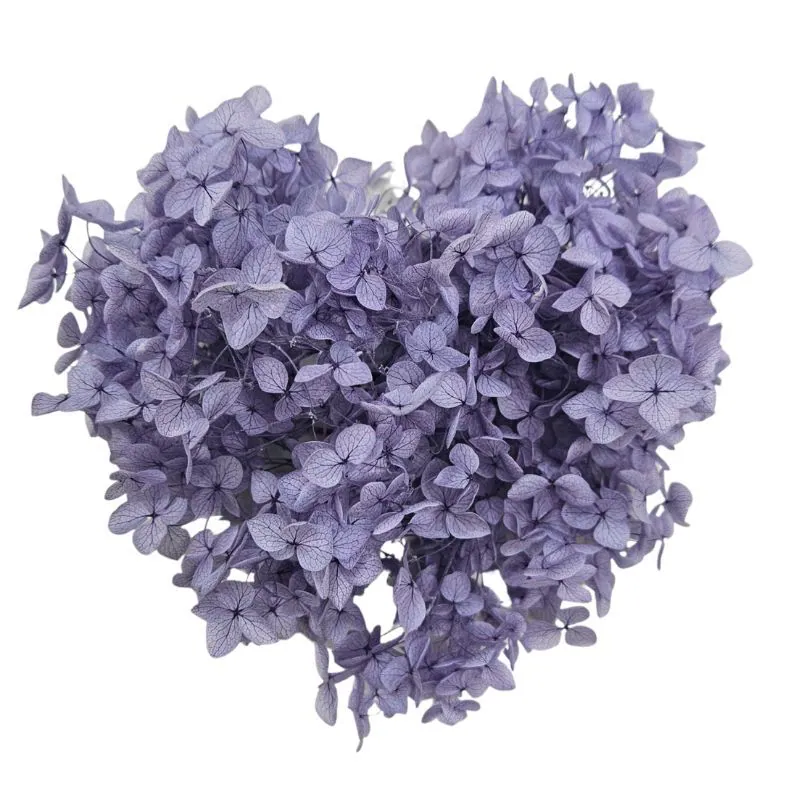 02160-411 安娜貝爾繡球花 薰衣草