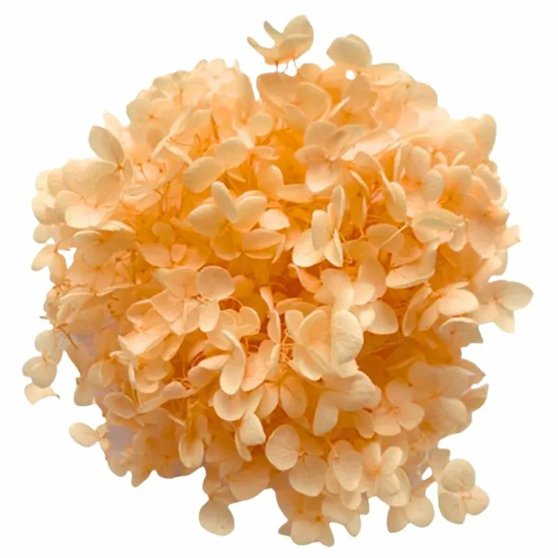 02160-361 安娜貝爾繡球花 蜜瓜橘