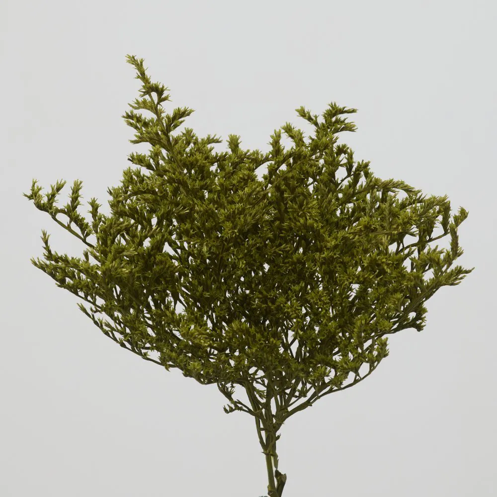 02010-791 雪花 牧草綠