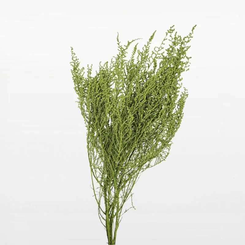 01760-791 斯托貝 牧草綠