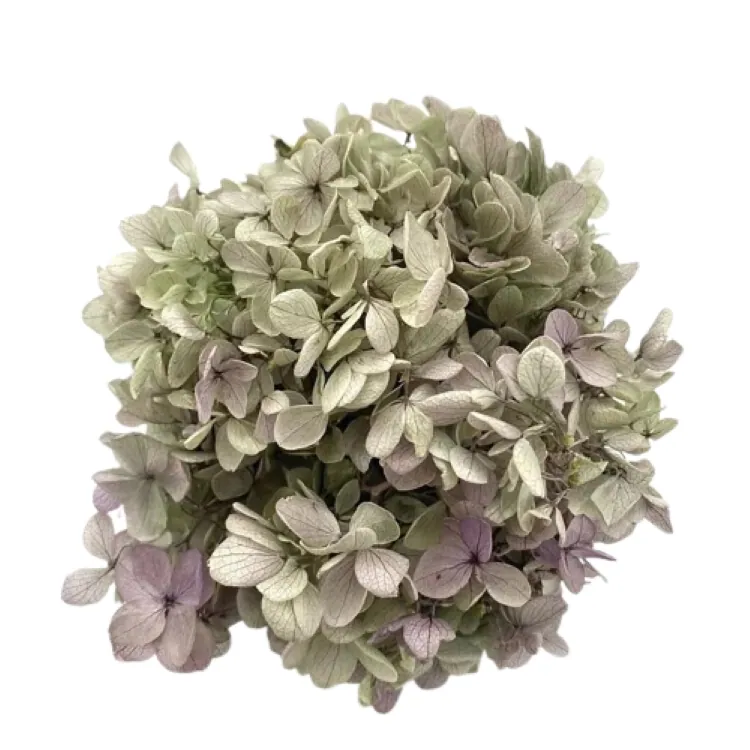 01515-471 金字塔繡球花(混色) 奧勒岡紫