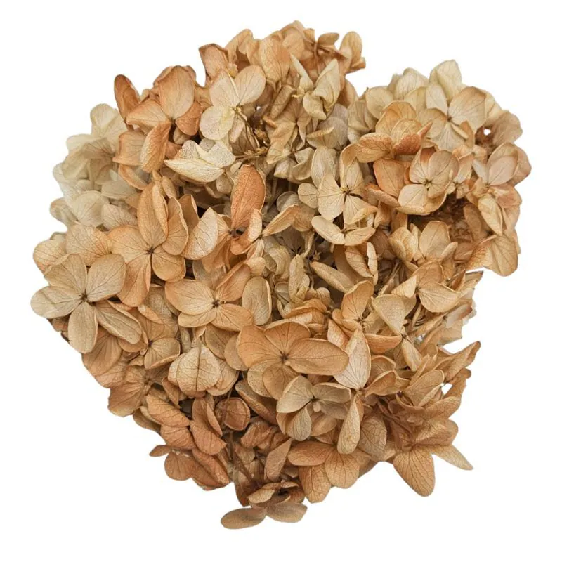 01510-K831 金字塔繡球花(漸層) 焙茶