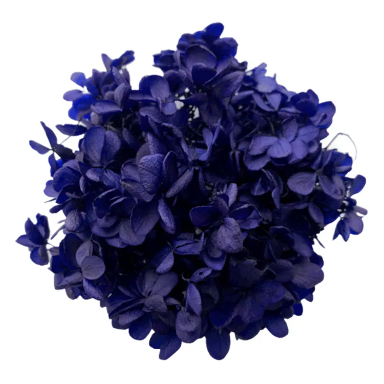 01510-661 金字塔繡球花 海軍藍
