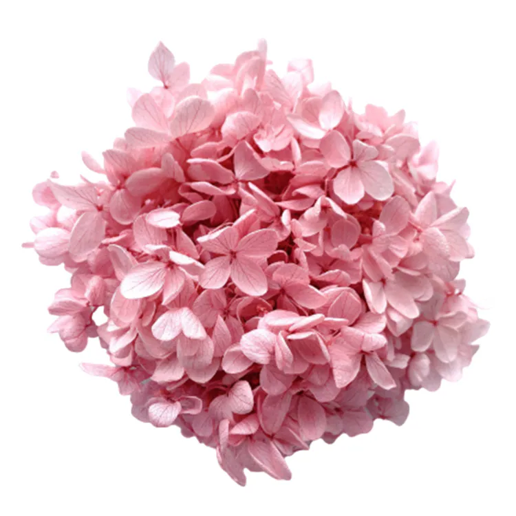 01510-195 金字塔繡球花 雲霧粉