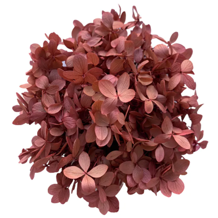 01510-100 金字塔繡球花 天然粉