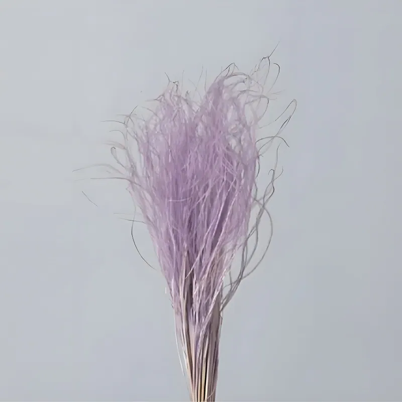 01470-451 羽毛草 天使紫
