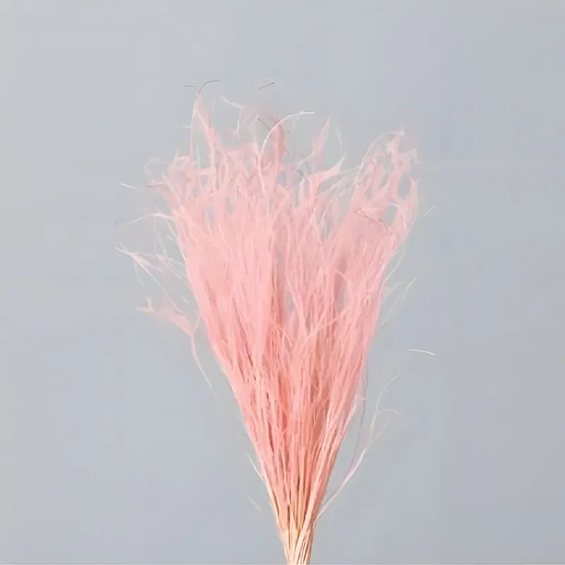 01470-101 羽毛草 粉紅