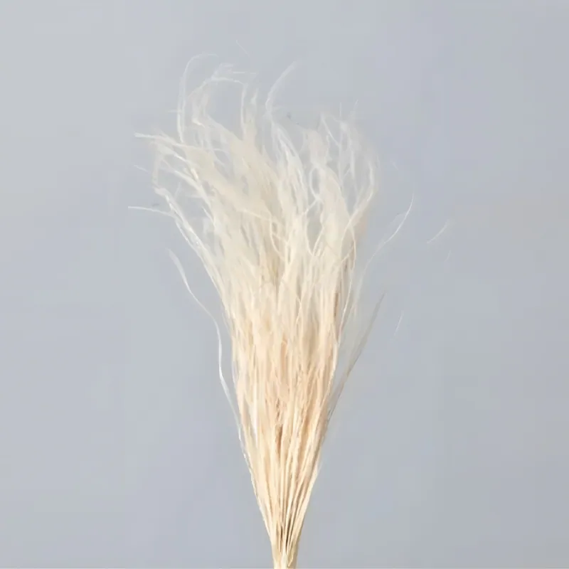 01470-011 羽毛草 白
