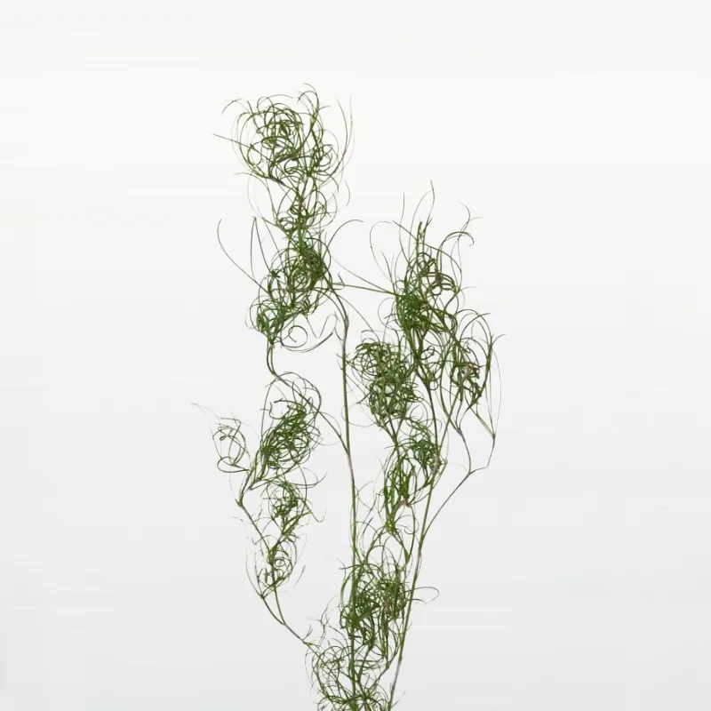 01330-700 卷絲草 綠