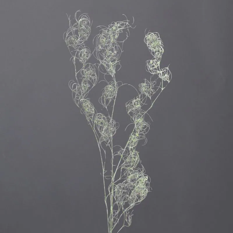 01330-012 卷絲草 水洗白