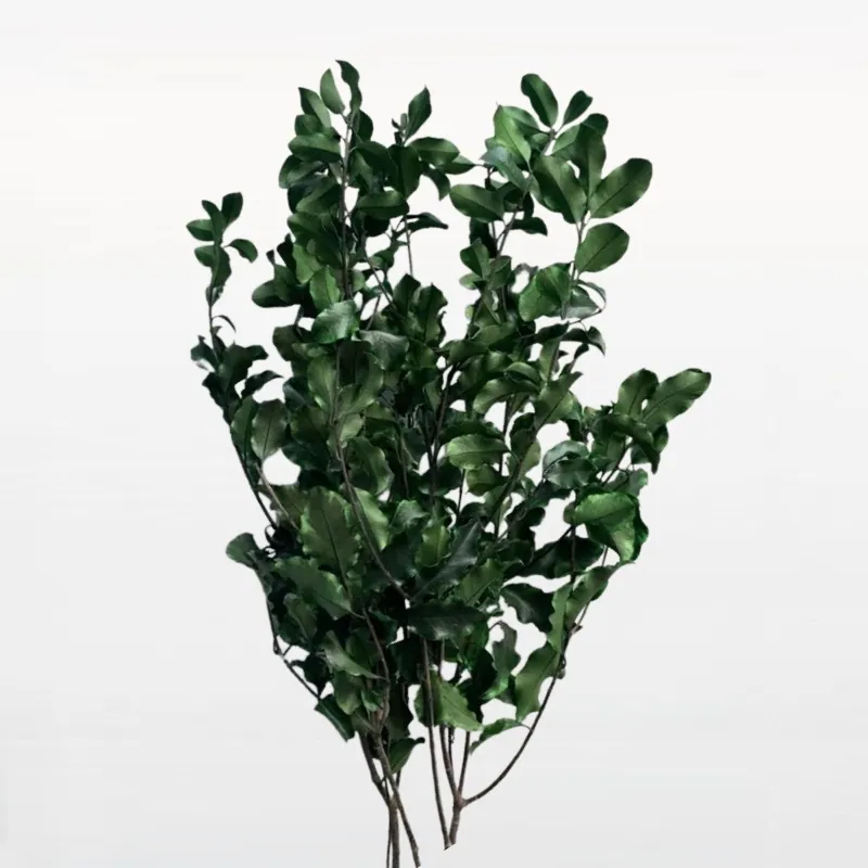01170-700 斑葉海桐 綠