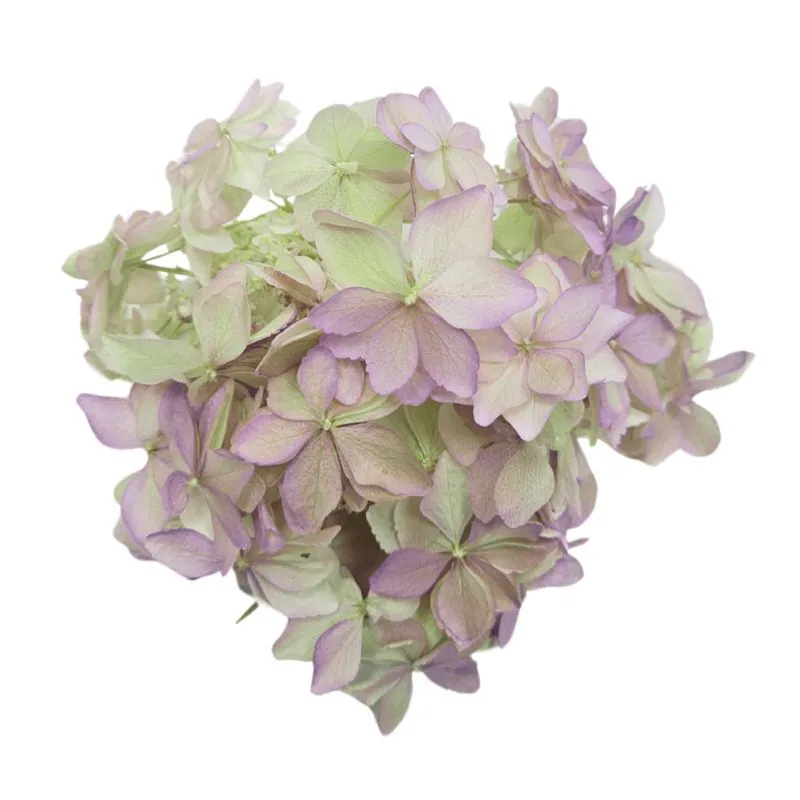 01102-760 娃娃繡球花 綠紫