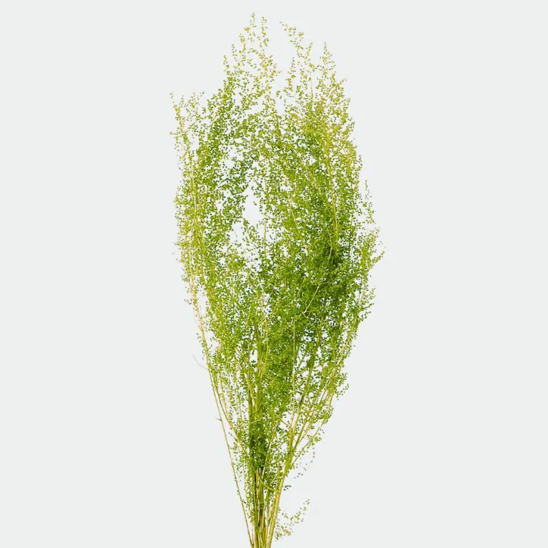 01090-700 青蒿草 綠