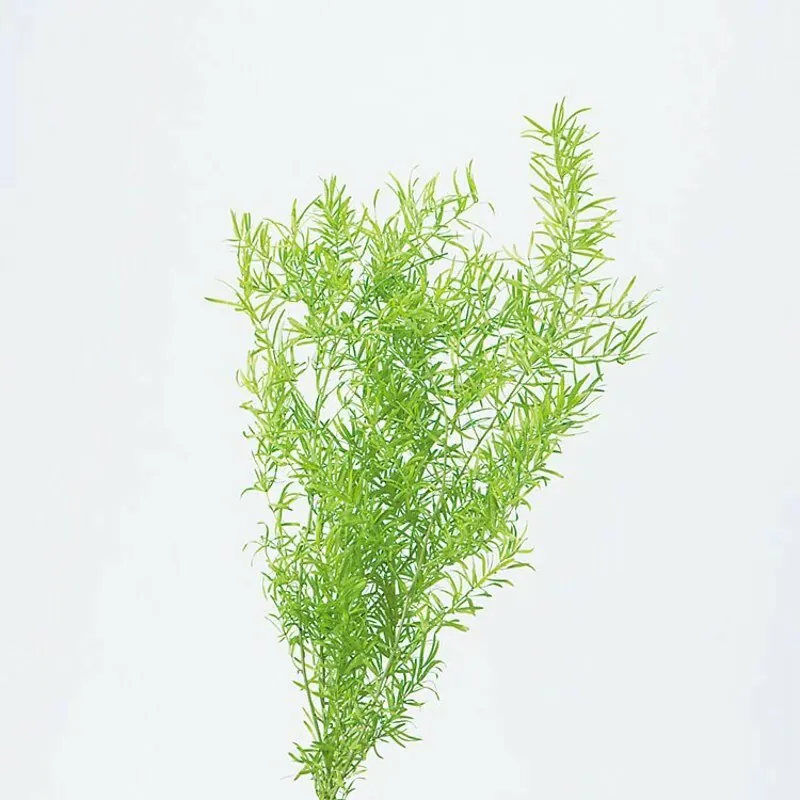 01080-721 蘆筍葉 萊姆綠