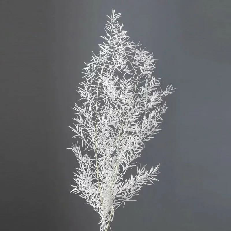 01080-011 蘆筍葉 米白
