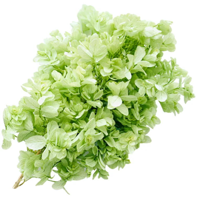 01070-701 重瓣繡球花 淺綠