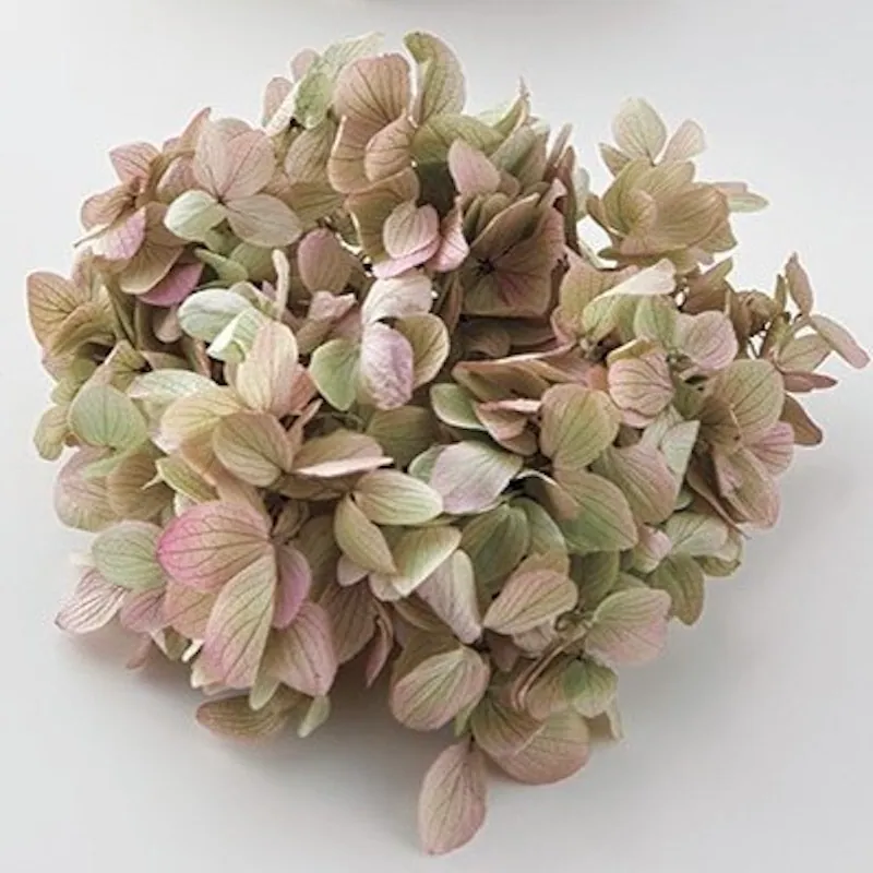 00840-171 大花繡球花 奧勒岡粉