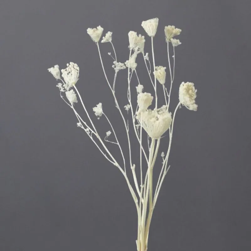 00330-011 雪珠花 米白