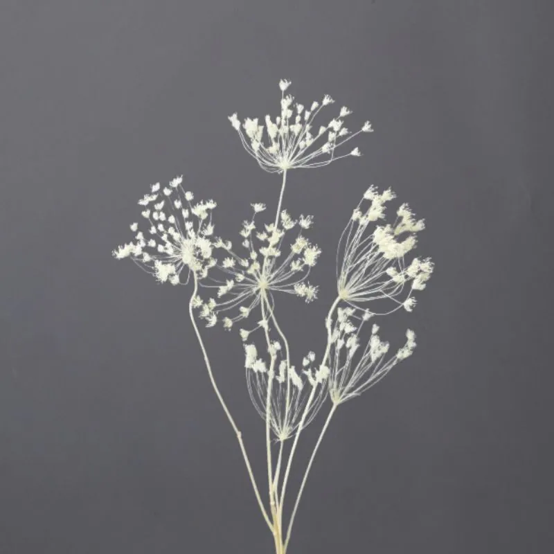 00310-011 蕾絲花 米白