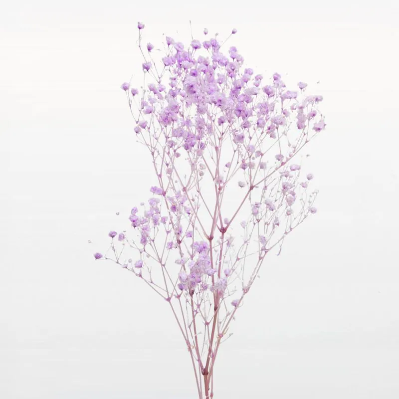 00042-401 開花滿天星 紫