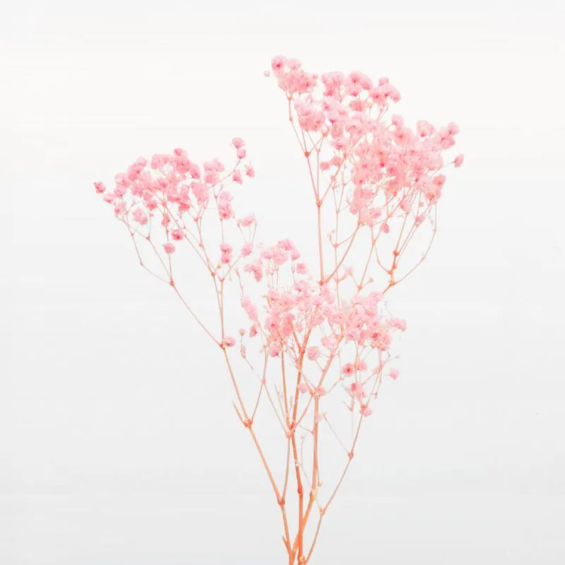 00042-101 開花滿天星 粉紅