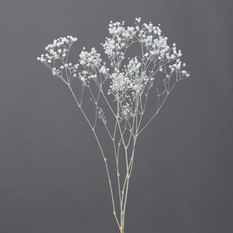 00042-011 開花滿天星 白