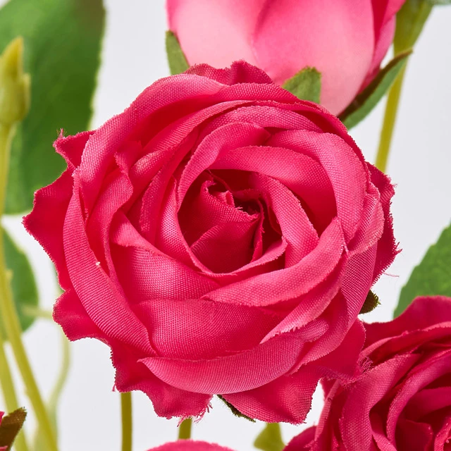 FM-6781-016 多頭玫瑰 薔薇