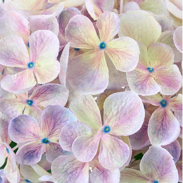FM-60-111 連葉繡球花 粉彩