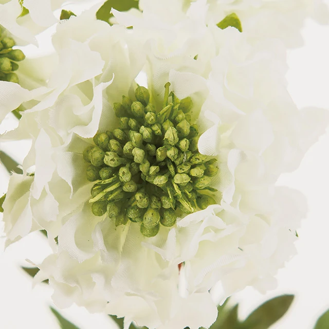 FM-9378-001 藍盆花 白