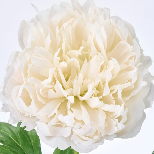 FM-302602-001 芍藥 白