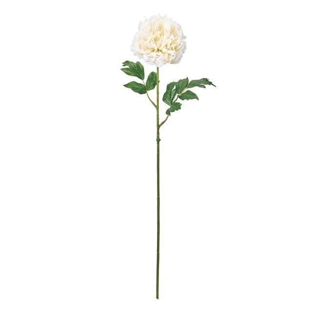 FM-302602-001 芍藥 白