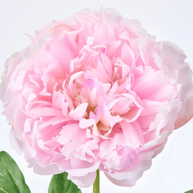 FM-302602-002 芍藥 粉