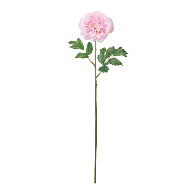 FM-302602-002 芍藥 粉