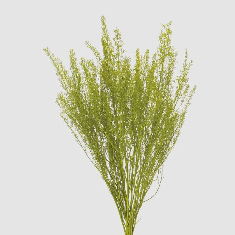 42080-791 蕾絲草 牧草綠