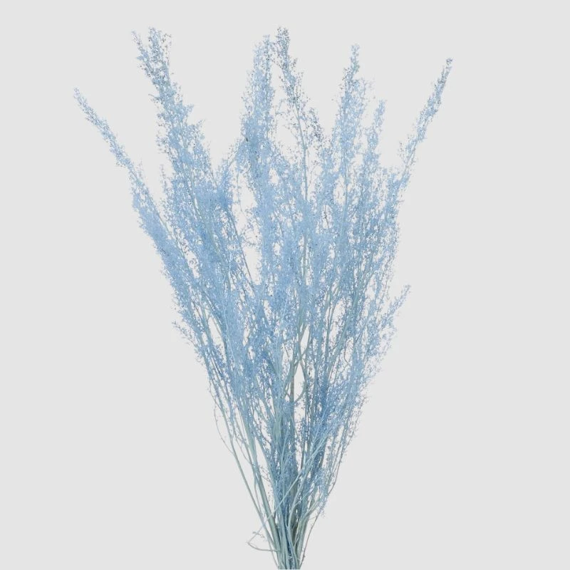 42080-601 蕾絲草 藍