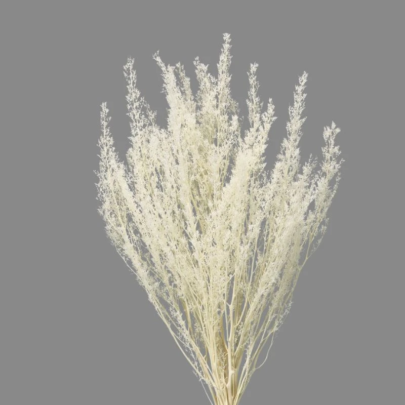 42080-011 蕾絲草 米白