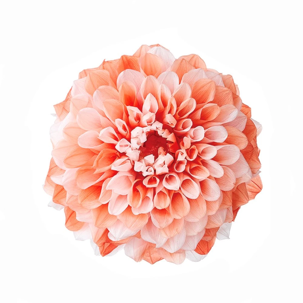 04686-381 大理花-小 粉橘橙