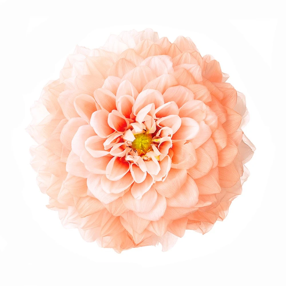 04686-371 大理花-小 蜜桃